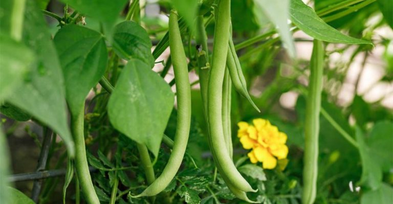 16 Plants Struggle When Grown Next to Garlic