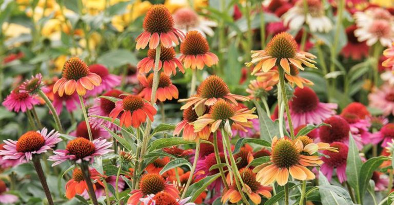 16 Plants That Bloom All Summer Long to Keep Your Garden Vibrant