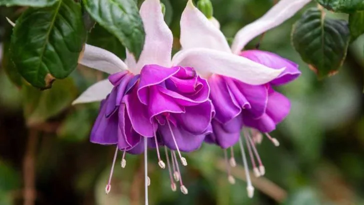 16 Plants That Will Help You Grow a Stunning Container Garden