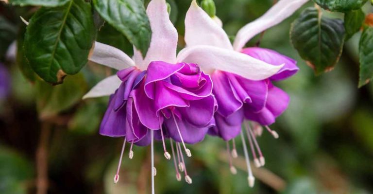 16 Plants That Will Help You Grow a Stunning Container Garden