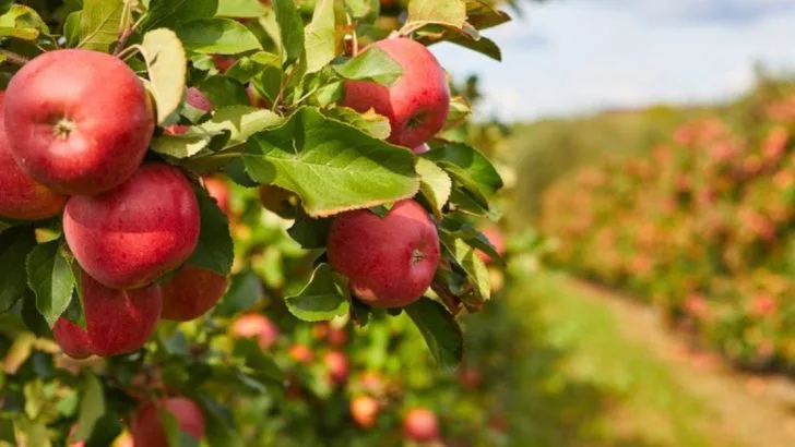 16 Proven Tips to Protect Your Fruit Trees from Dangerous Bacteria and Fungi