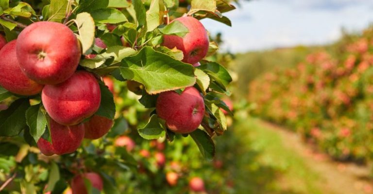 16 Proven Tips to Protect Your Fruit Trees from Dangerous Bacteria and Fungi
