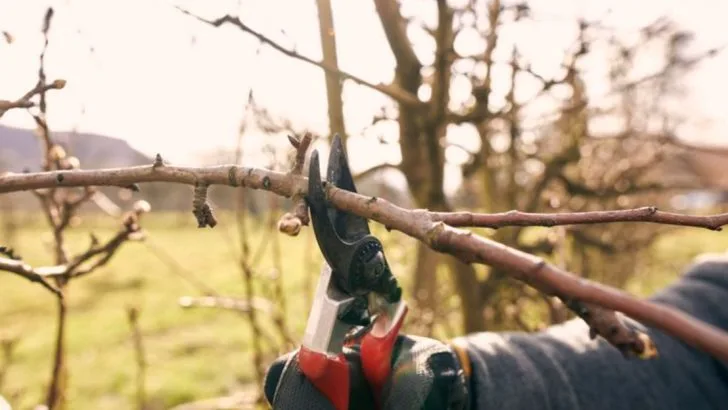 16 Pruning Secrets That Double Your Fruit Tree Yields