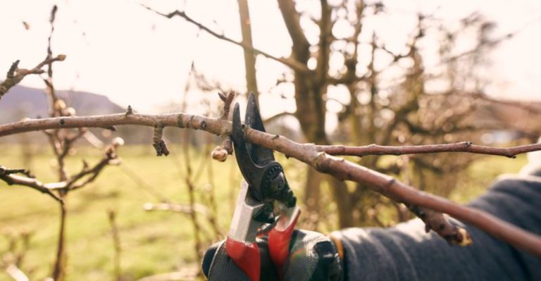 16 Pruning Secrets That Double Your Fruit Tree Yields