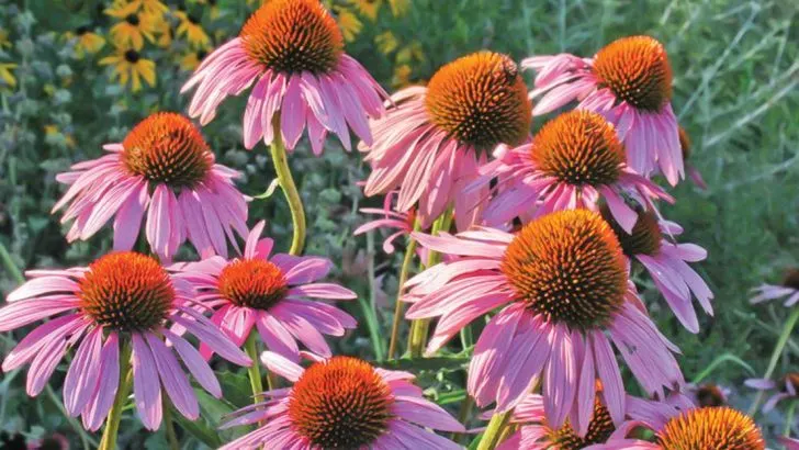 16 Simple Ways to Create a Low-Water, Eco-Friendly Garden