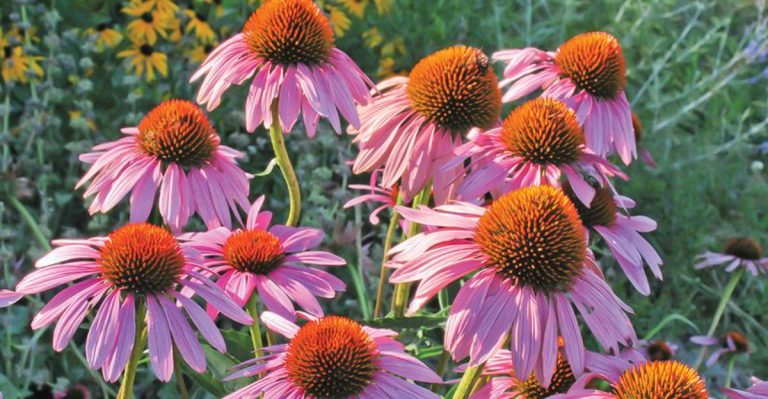 16 Simple Ways to Create a Low-Water, Eco-Friendly Garden