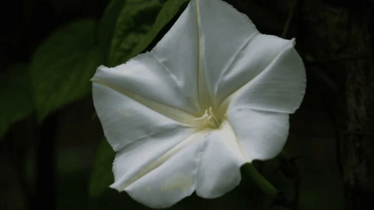 16 Stunning Flowers That Bloom at Night and Glow in the Moonlight