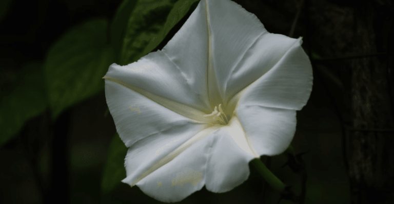 16 Stunning Flowers That Bloom at Night and Glow in the Moonlight