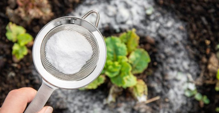 16 Surprising Household Items You Can Use to Boost Plant Growth