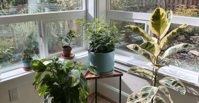 16 Things You Need to Know About Hardening Off Plants