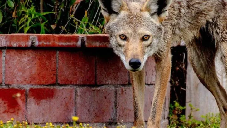 16 Ways to Keep Coyotes Out of Your Backyard Before They Become a Problem