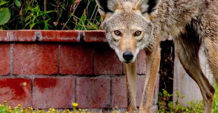 16 Ways to Keep Coyotes Out of Your Backyard Before They Become a Problem