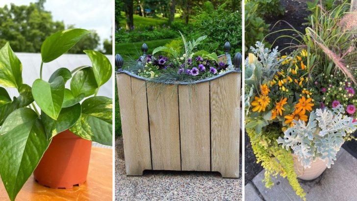 16 Ways to Transition Indoor Plants to Outdoor Spaces in Spring