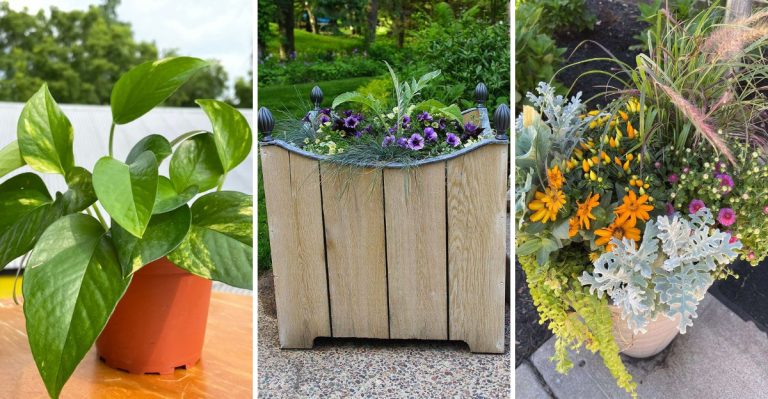 16 Ways to Transition Indoor Plants to Outdoor Spaces in Spring