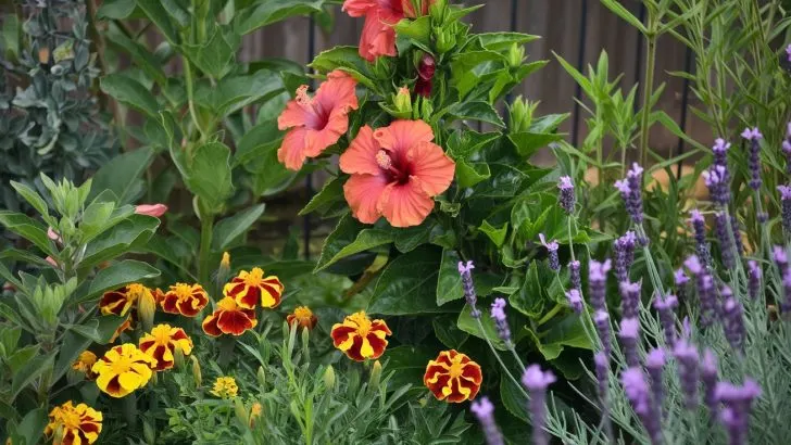 17 Best Companion Plants for Hibiscus
