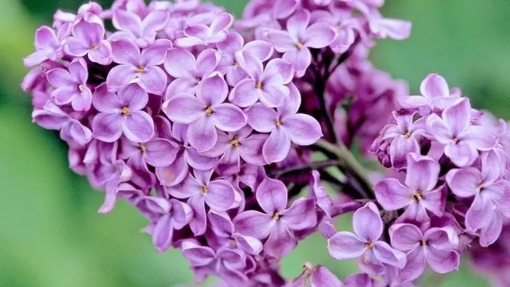 17 Beautiful Shrubs That Can Transform Your Yard