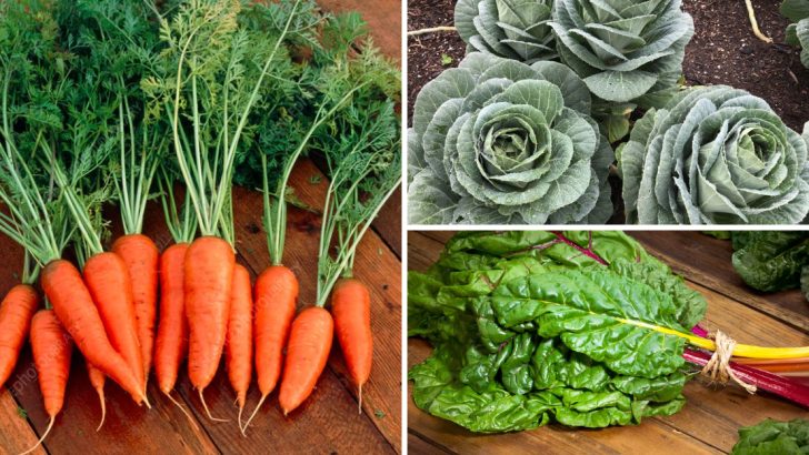 17 Cold-Hardy Crops You Can Direct Sow in March 2025