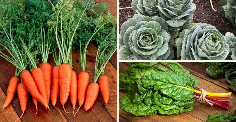 17 Cold-Hardy Crops You Can Direct Sow in March 2025