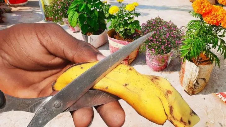 17 Gardening Secrets Pros Won’t Tell You (Until Now)