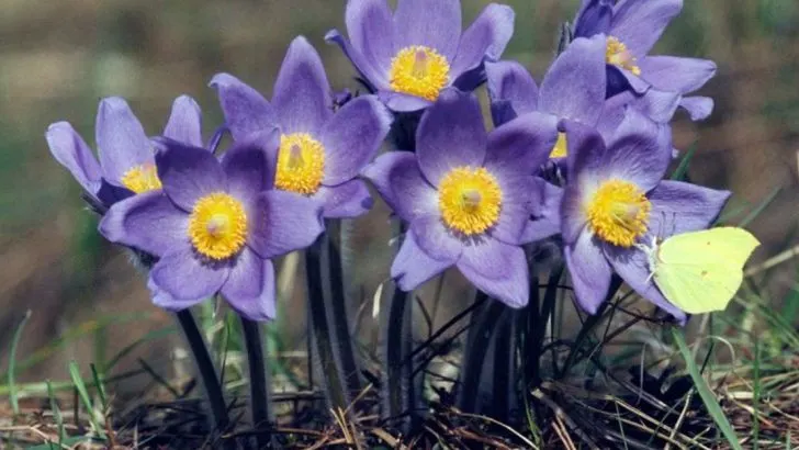 17 Gorgeous Blooms That Stand Strong Against Colorado’s Altitude and Wind