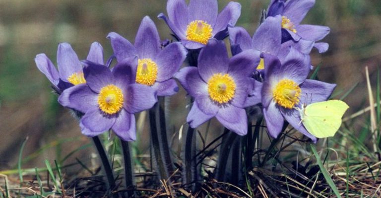 17 Gorgeous Blooms That Stand Strong Against Colorado’s Altitude and Wind