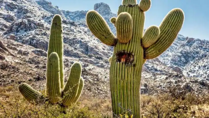 17 Heat-Resistant Plants That Thrive in Hot Climates