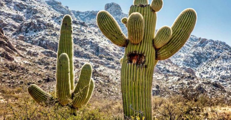 17 Heat-Resistant Plants That Thrive in Hot Climates