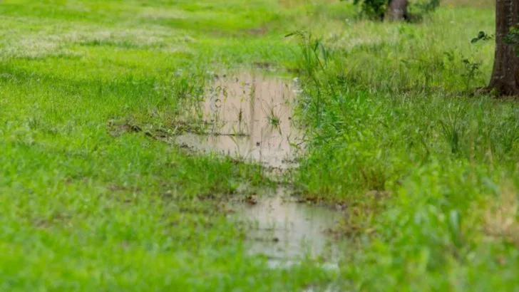 17 Hidden Dangers in Your Garden That Could Be Harming Your Plants