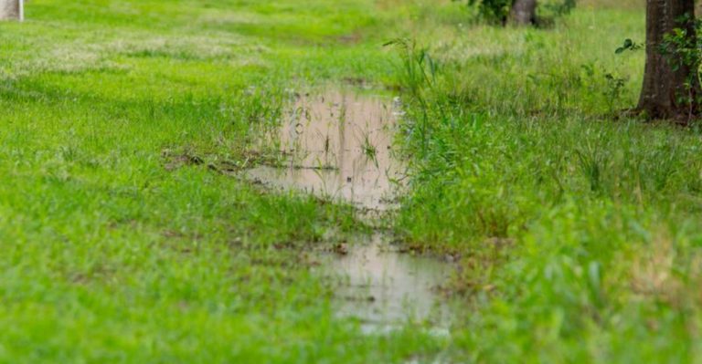 17 Hidden Dangers in Your Garden That Could Be Harming Your Plants