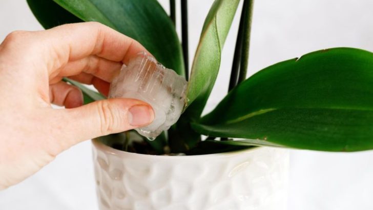 17 Houseplant Hacks You’ll Wish You Knew Before Your Plants Dropped Leaves