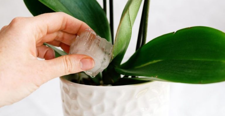 17 Houseplant Hacks You’ll Wish You Knew Before Your Plants Dropped Leaves