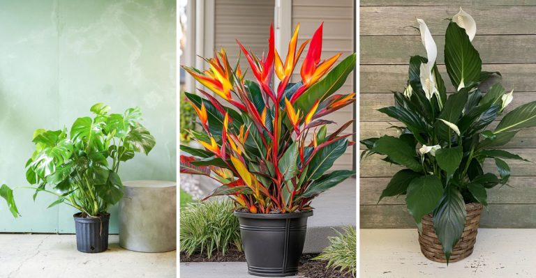 17 Maximalist Houseplants for a Lush Indoor Jungle