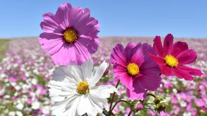 17 Plants That Attract Pollinators and Boost Your Garden’s Biodiversity
