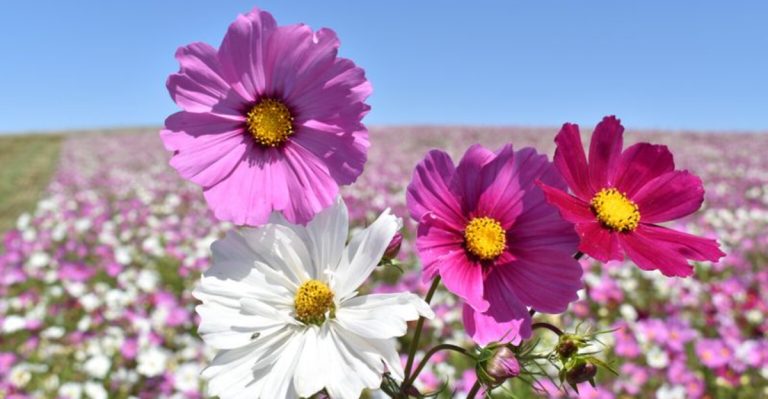 17 Plants That Attract Pollinators and Boost Your Garden’s Biodiversity