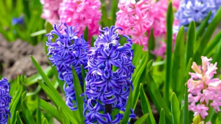 17 Plants That Will Make Your Garden Smell Amazing All Year Long