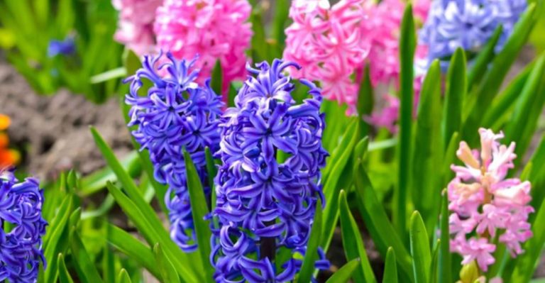 17 Plants That Will Make Your Garden Smell Amazing All Year Long