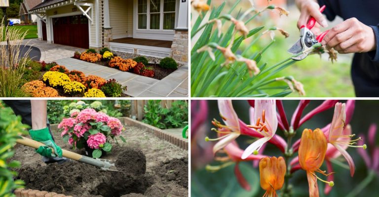 17 Proven Tips for Thriving, Fragrant Heliotrope in Your Garden
