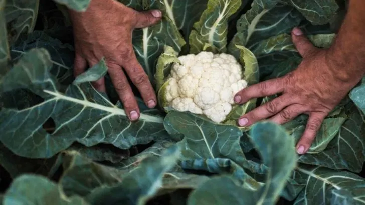17 Secrets to Growing Cauliflower That’s Big, Crisp, and Delicious