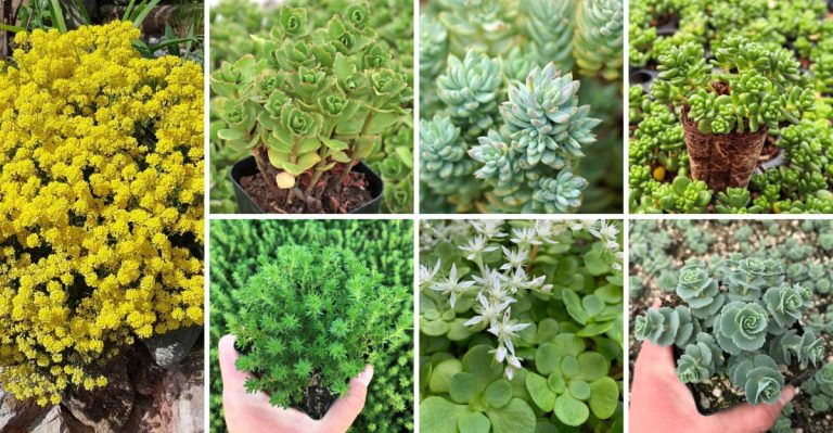 17 Sedum Ground Cover Varieties To Add To Your Yard (& How To Care For Them)