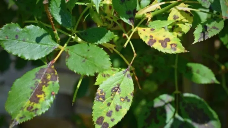 17 Signs Your Garden Has a Problem You’re Not Seeing