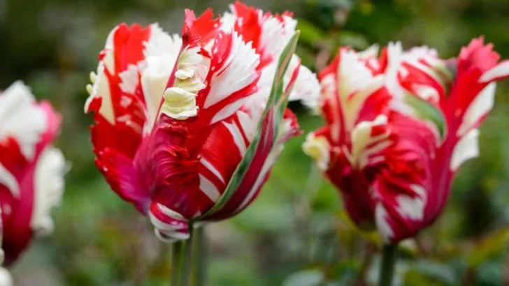 17 Strikingly Beautiful Red and White Flowers You’ll Want in Your Garden