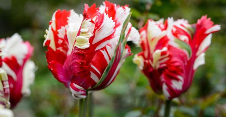 17 Strikingly Beautiful Red and White Flowers You’ll Want in Your Garden