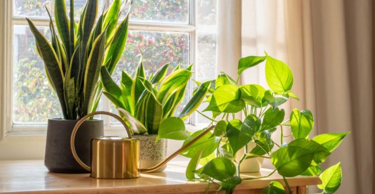 17 Things To Know Before Buying Plants
