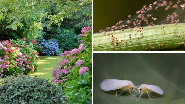 17 Tiny Garden Pests That Can Cause Big Damage (and What You Can Do About Them)