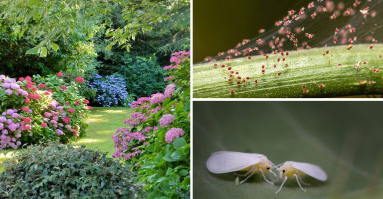 17 Tiny Garden Pests That Can Cause Big Damage (and What You Can Do About Them)
