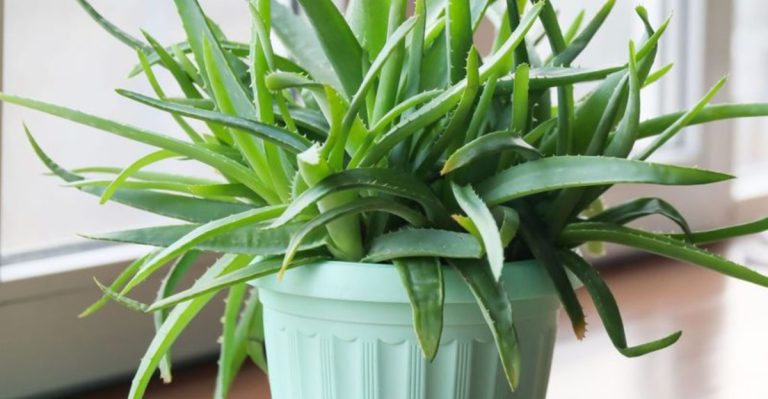 17 Unexpected Plants That Will Help You Sleep Better at Night