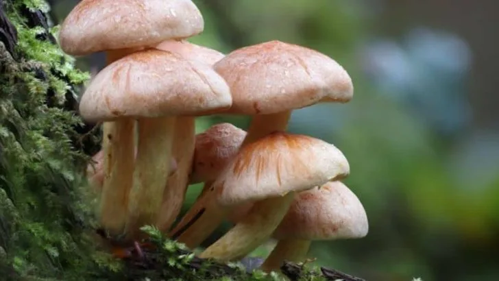 17 Unexpected Ways Mushrooms Can Benefit Your Garden Soil