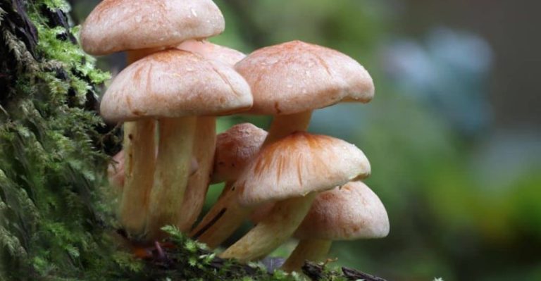 17 Unexpected Ways Mushrooms Can Benefit Your Garden Soil