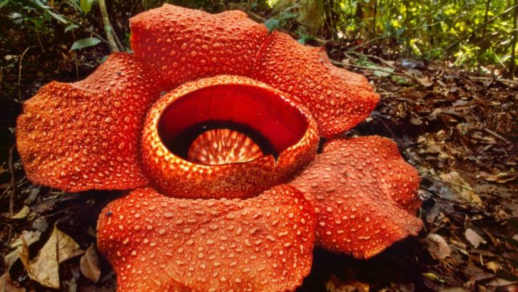 17 Weird Yet Wonderful Plants You Need to See to Believe