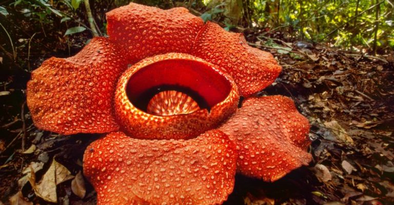 17 Weird Yet Wonderful Plants You Need to See to Believe